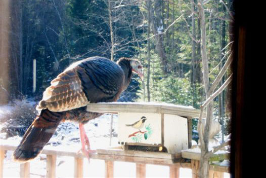 Adirondack Lodging