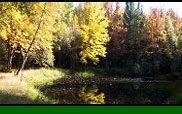 Beaver Tree